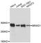 Bromodomain And WD Repeat Domain Containing 1 antibody, STJ114530, St John
