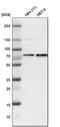 GATA Zinc Finger Domain Containing 2A antibody, HPA006759, Atlas Antibodies, Western Blot image 