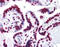 High Mobility Group Box 1 antibody, 51-465, ProSci, Immunohistochemistry frozen image 
