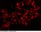 Nuclear Receptor Subfamily 6 Group A Member 1 antibody, 101259-T34, Sino Biological, Immunohistochemistry paraffin image 