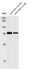 Prostaglandin-Endoperoxide Synthase 1 antibody, NBP1-85500, Novus Biologicals, Western Blot image 