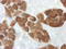 Indoleamine 2,3-Dioxygenase 1 antibody, LS-C796806, Lifespan Biosciences, Immunocytochemistry image 