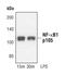 Nuclear Factor Kappa B Subunit 1 antibody, PA5-17150, Invitrogen Antibodies, Western Blot image 