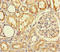 Transmembrane Serine Protease 7 antibody, orb32314, Biorbyt, Immunohistochemistry paraffin image 