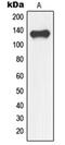 Nuclear Factor Related To KappaB Binding Protein antibody, orb214316, Biorbyt, Western Blot image 