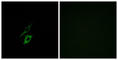 Formyl Peptide Receptor 1 antibody, abx015280, Abbexa, Western Blot image 
