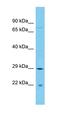 SFR1 antibody, orb327027, Biorbyt, Western Blot image 