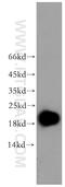 Endothelial Differentiation Related Factor 1 antibody, 12419-1-AP, Proteintech Group, Western Blot image 