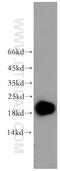 Endothelial differentiation-related factor 1 antibody, 12419-1-AP, Proteintech Group, Western Blot image 