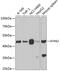 Kynureninase antibody, 22-374, ProSci, Western Blot image 