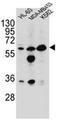 Glycine amidinotransferase, mitochondrial antibody, AP51788PU-N, Origene, Western Blot image 