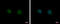 GIT ArfGAP 2 antibody, GTX116427, GeneTex, Immunocytochemistry image 