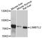 L3MBTL Histone Methyl-Lysine Binding Protein 2 antibody, abx126073, Abbexa, Western Blot image 