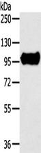 Tripartite Motif Containing 71 antibody, TA351815, Origene, Western Blot image 