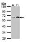 Fukutin antibody, orb74117, Biorbyt, Western Blot image 