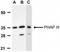 AN32E antibody, NBP1-77227, Novus Biologicals, Western Blot image 