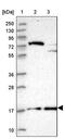 RNA Polymerase II Subunit D antibody, PA5-61147, Invitrogen Antibodies, Western Blot image 
