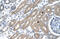 TO antibody, 26-070, ProSci, Immunohistochemistry frozen image 