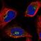 Oxysterol Binding Protein antibody, NBP2-47343, Novus Biologicals, Immunofluorescence image 