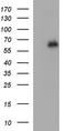 Interleukin 10 Receptor Subunit Alpha antibody, LS-C788362, Lifespan Biosciences, Western Blot image 