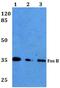 FosB Proto-Oncogene, AP-1 Transcription Factor Subunit antibody, A01569S23, Boster Biological Technology, Western Blot image 