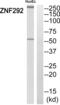 Zinc Finger Protein 292 antibody, PA5-39542, Invitrogen Antibodies, Western Blot image 