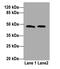 Chaperone SurA antibody, A57221-100, Epigentek, Western Blot image 
