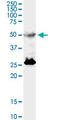 Transcription Factor EB antibody, LS-C198513, Lifespan Biosciences, Western Blot image 