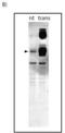 Autophagy Related 9A antibody, NBP2-50109, Novus Biologicals, Western Blot image 