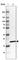 Chromosome 20 Open Reading Frame 27 antibody, HPA047483, Atlas Antibodies, Western Blot image 
