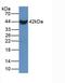 PSPB antibody, LS-C296552, Lifespan Biosciences, Western Blot image 