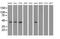 Phosphoribosylaminoimidazole Carboxylase And Phosphoribosylaminoimidazolesuccinocarboxamide Synthase antibody, MA5-25190, Invitrogen Antibodies, Western Blot image 