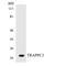 Trafficking Protein Particle Complex 3 antibody, LS-C292196, Lifespan Biosciences, Western Blot image 