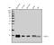 G Protein Subunit Gamma 11 antibody, A13707, Boster Biological Technology, Western Blot image 