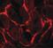 Fms Related Tyrosine Kinase 3 antibody, PA5-34448, Invitrogen Antibodies, Immunofluorescence image 