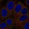 Golgi pH regulator antibody, NBP2-55925, Novus Biologicals, Immunofluorescence image 