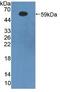 Beta-Secretase 1 antibody, abx130679, Abbexa, Western Blot image 
