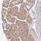 Zw10 Kinetochore Protein antibody, NBP2-38644, Novus Biologicals, Immunohistochemistry frozen image 