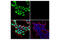 Histone H3.3 antibody, 70414S, Cell Signaling Technology, Immunofluorescence image 