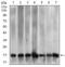 Mitochondrial Ribosomal Protein L42 antibody, MA5-17128, Invitrogen Antibodies, Western Blot image 