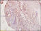 Paired Box 8 antibody, 251569, Abbiotec, Immunohistochemistry paraffin image 