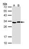 Adenylate kinase 2, mitochondrial antibody, GTX111726, GeneTex, Western Blot image 