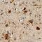 Nucleobindin 2 antibody, AF5949, R&D Systems, Immunohistochemistry paraffin image 
