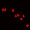 Chromobox 5 antibody, orb215085, Biorbyt, Immunofluorescence image 