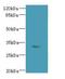 Family With Sequence Similarity 78 Member A antibody, LS-C395374, Lifespan Biosciences, Western Blot image 