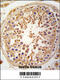 Sperm Associated Antigen 9 antibody, 62-795, ProSci, Immunohistochemistry paraffin image 