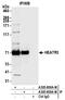 HEAT Repeat Containing 3 antibody, A305-808A-M, Bethyl Labs, Immunoprecipitation image 