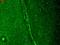 Potassium Voltage-Gated Channel Subfamily C Member 1 antibody, LS-C230746, Lifespan Biosciences, Immunofluorescence image 