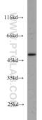 Galactokinase 2 antibody, 15164-1-AP, Proteintech Group, Western Blot image 