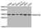 Synaptosome Associated Protein 29 antibody, A4290, ABclonal Technology, Western Blot image 